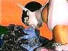 sacr024.jpg